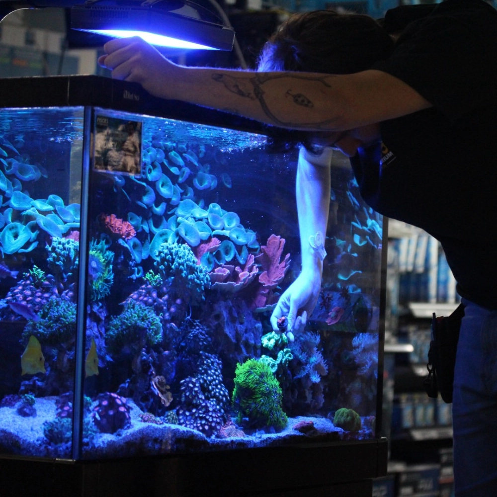 Màu sắc lung linh của bể cá biển vào ban đêm