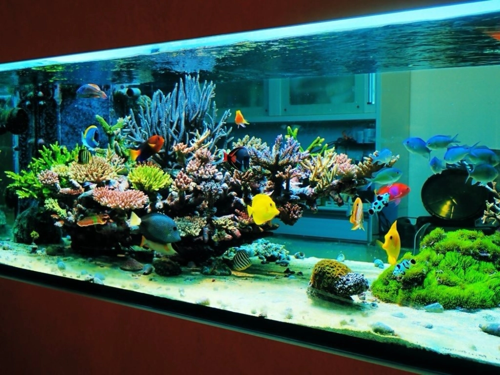 Bể cá biển mini vuông vắn đặt kệ sách