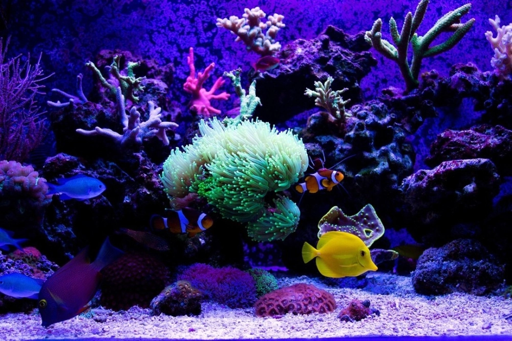 Các loại cá biển nhỏ dễ nuôi trong hồ mini