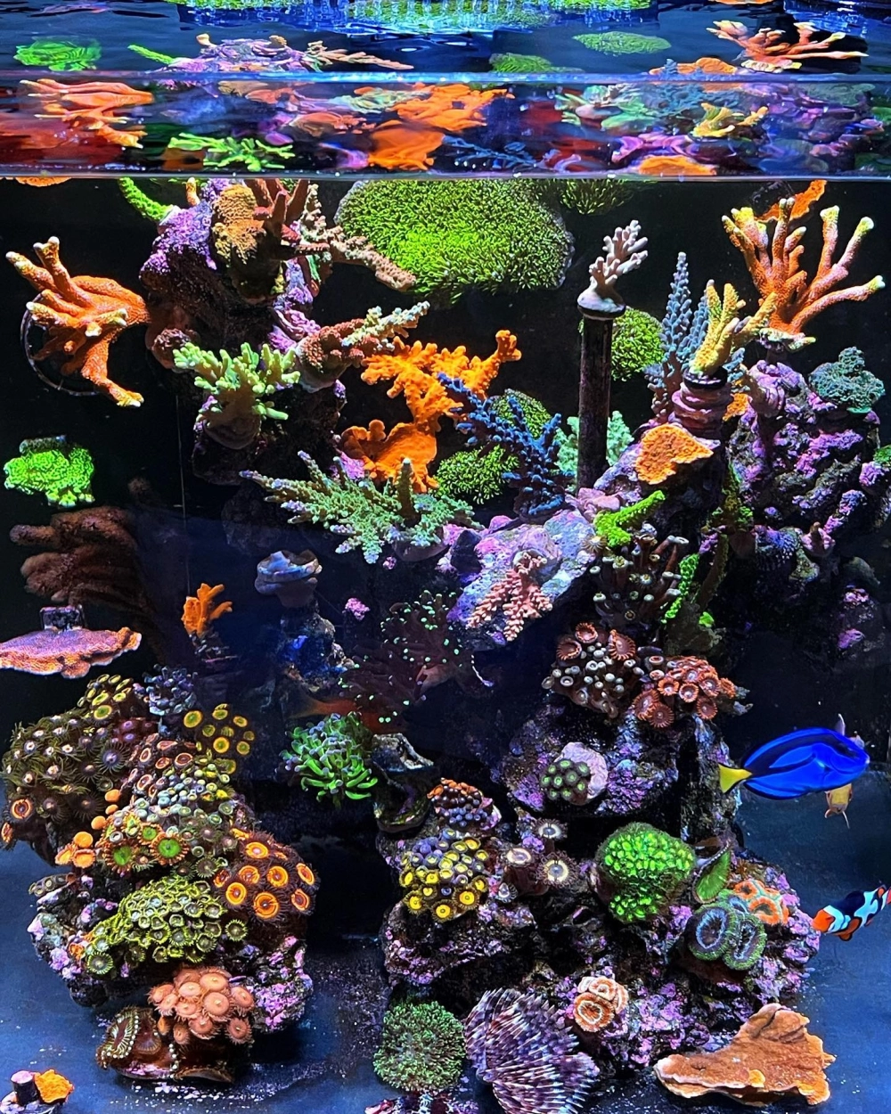 Không gian phòng khách sang trọng với bể cá biển