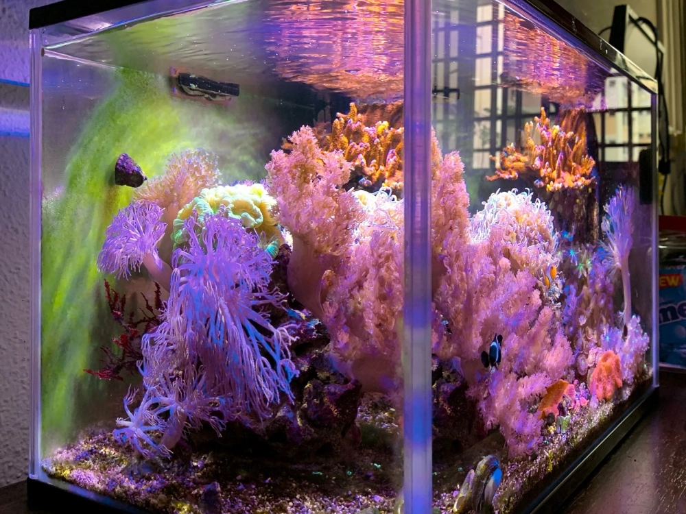 Trang trí bể cá biển mini với hải quỳ và cá Nemo