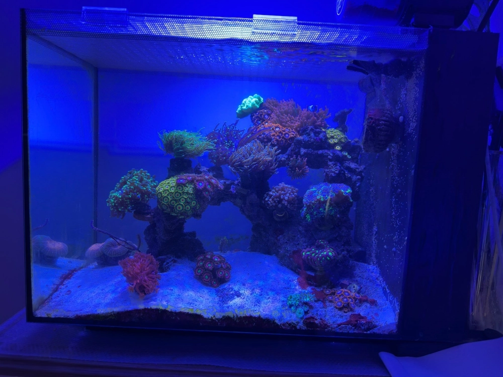 Bể cá biển mini sử dụng đá nhân tạo tạo hình