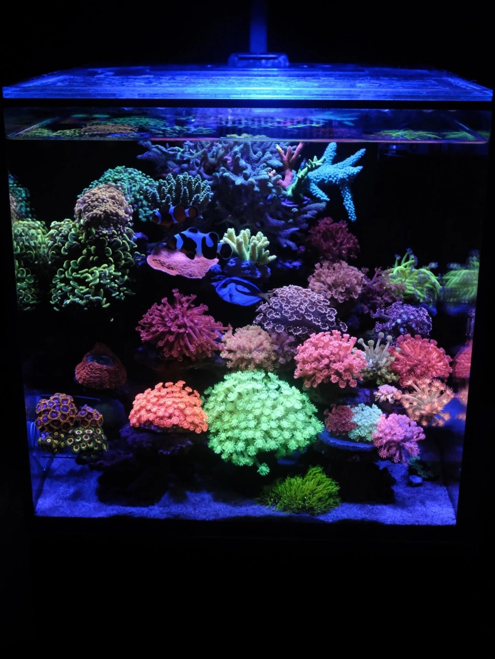 Hệ thống đèn led chuyên dụng cho bể cá cảnh biển