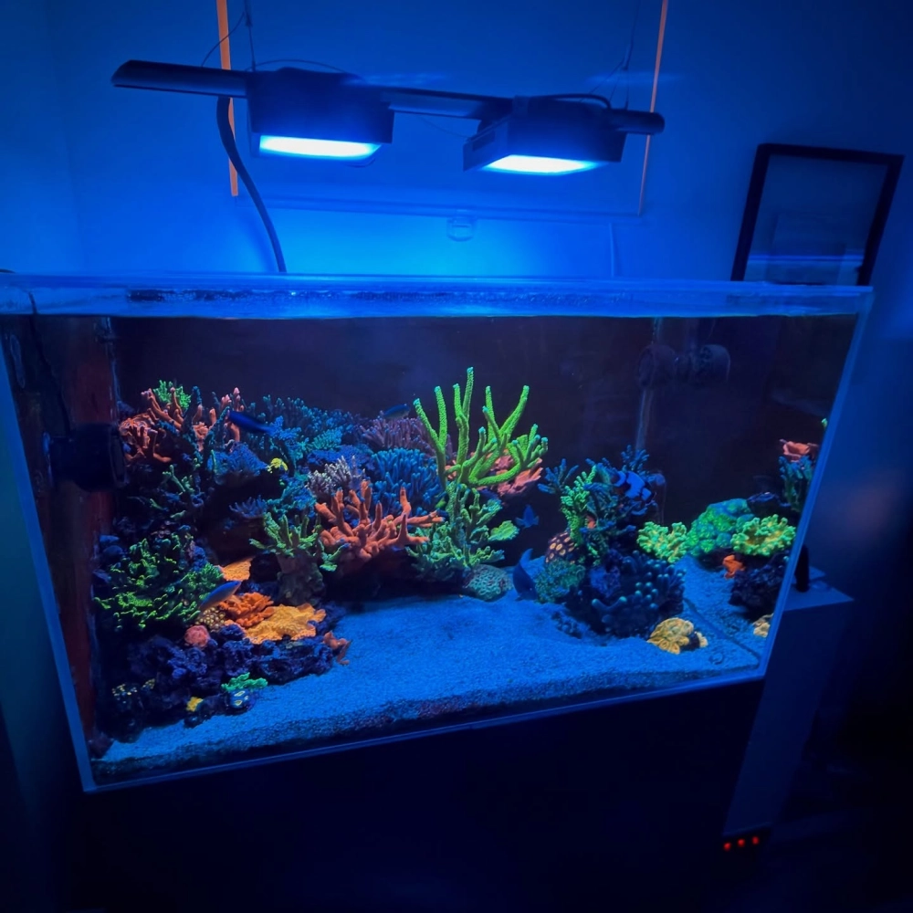 Mẫu decor bể cá biển mini với san hô rực rỡ