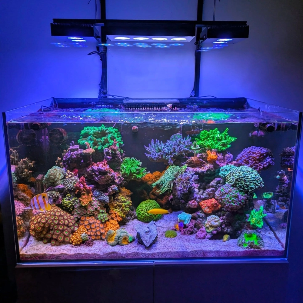 Bể cá nước mặn mini kết hợp đá sống tự nhiên