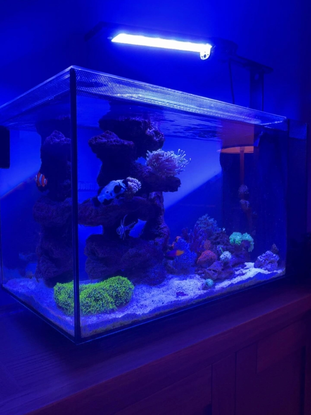 Phụ kiện decor bể cá biển mini cao cấp