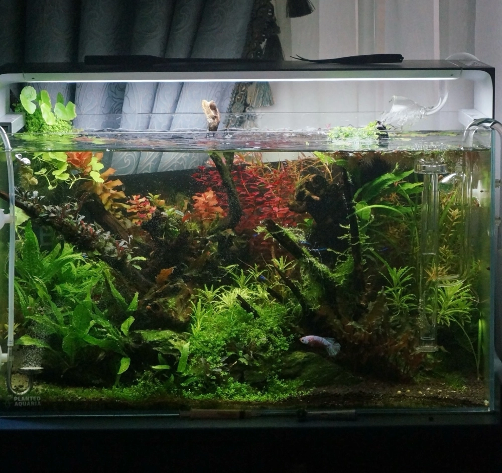 Sử dụng cát nắng tạo nền cho hồ cá đúc thêm tự nhiên