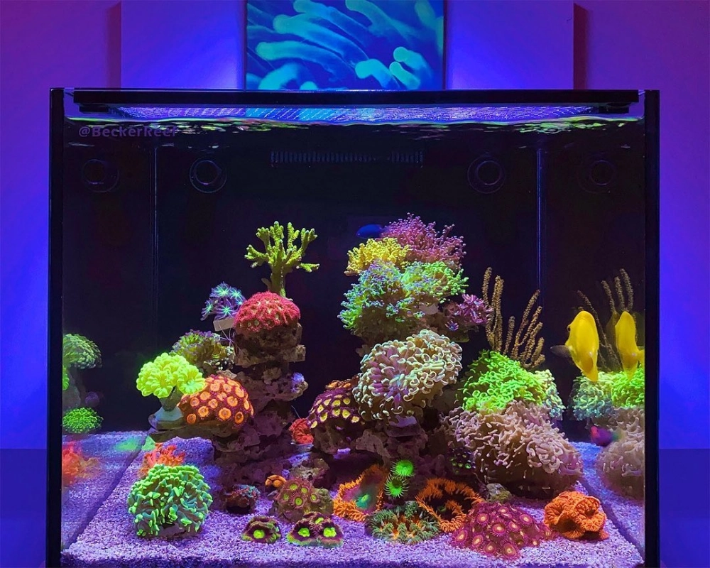 Cách sắp đặt đá thủy sinh ôm trọn góc cong bể cá đúc