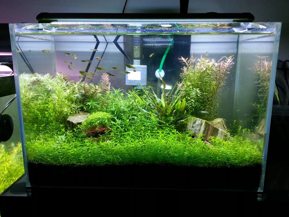 Hồ cá đúc mini phong cách tối giản cho không gian hẹp