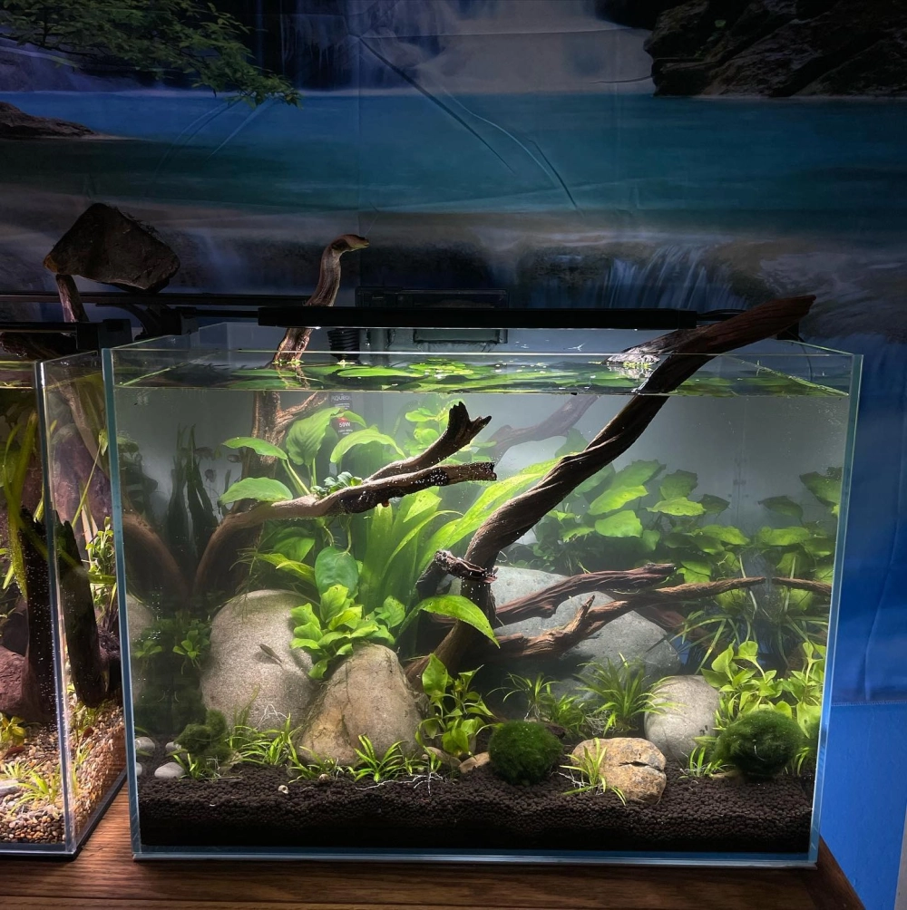 Mẫu bể cá đúc kích thước nhỏ cho người mới bắt đầu