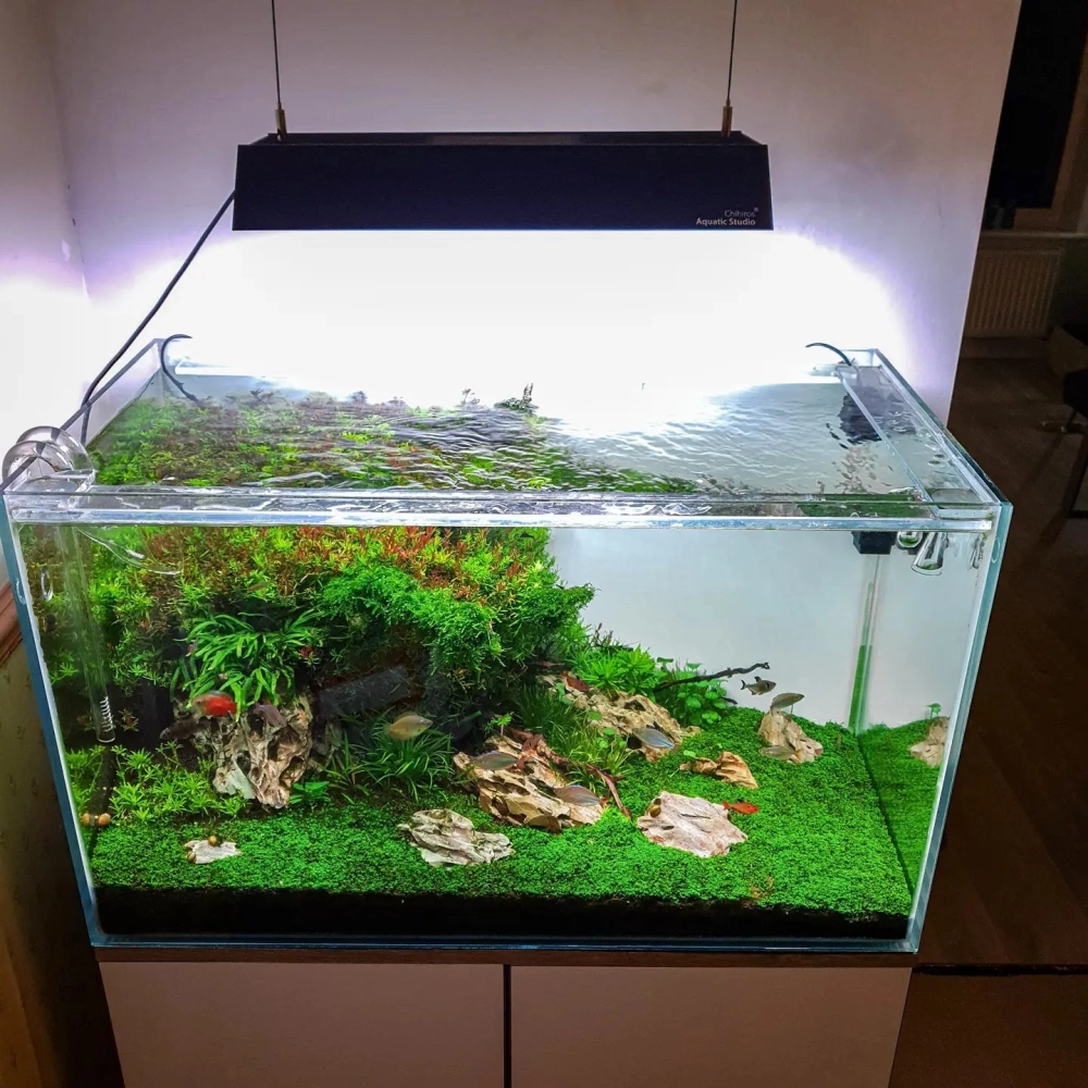 Trang trí tiểu cảnh rừng xanh bên trong hồ cá đúc