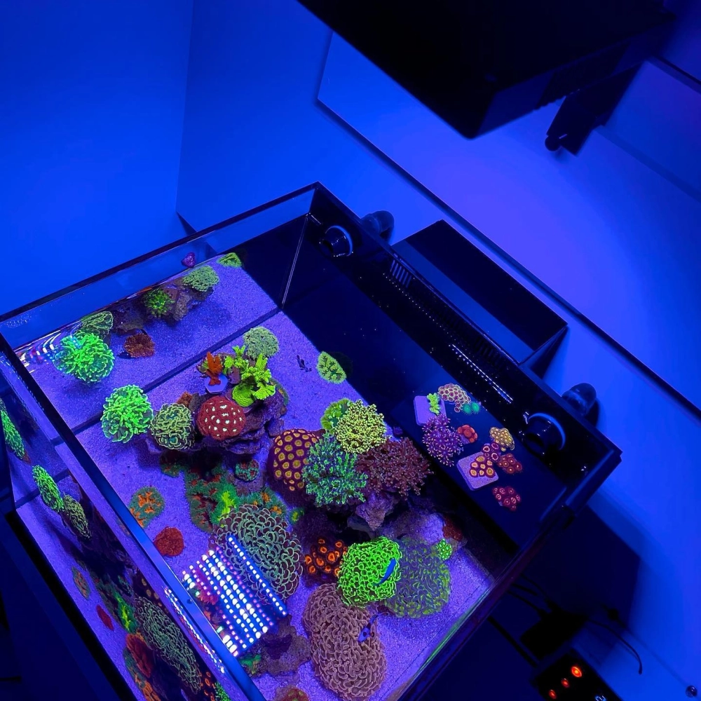 Bể cá đúc có góc uốn cong mềm mại đặt tại phòng khách