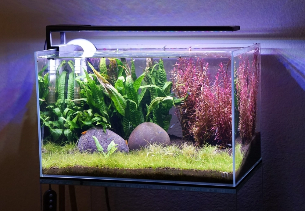 Bể cá đúc đặt trên kệ sách tạo cảm giác thư thái