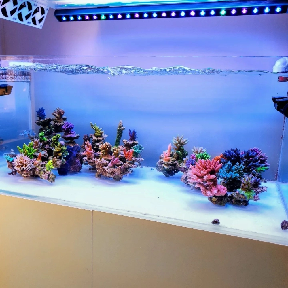 Mẫu hồ cá nhỏ dạng đúc tích hợp hệ thống lọc và đèn hiện đại