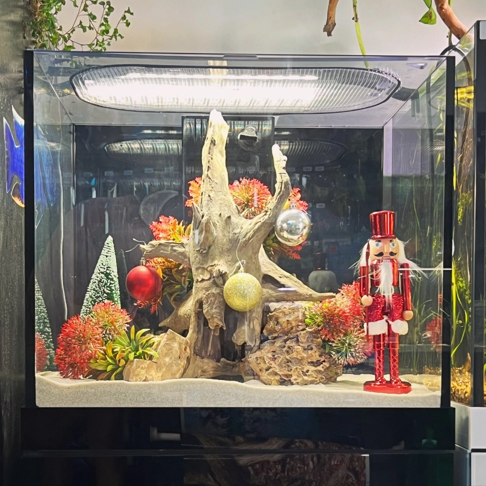 Thiết kế bể cá đúc nuôi tép cảnh đa sắc màu