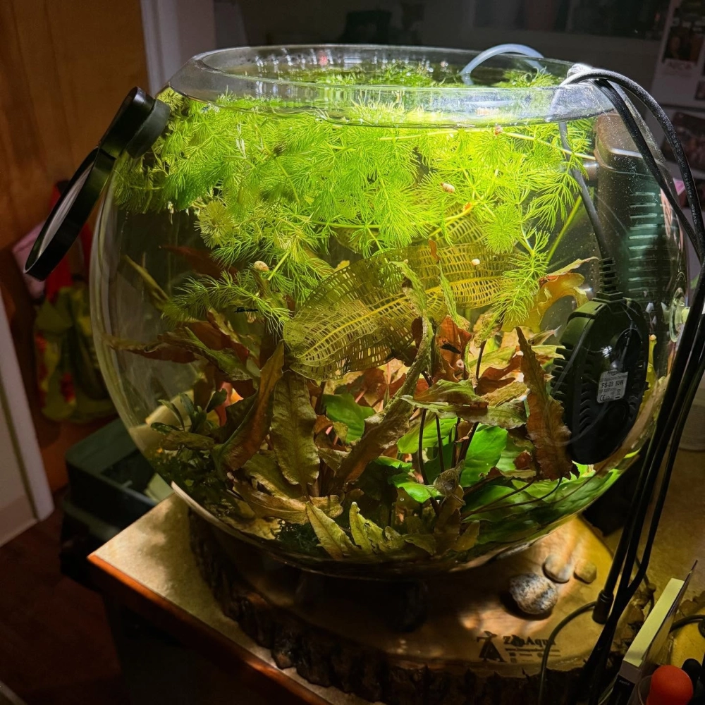 Bể cá hình cầu nuôi cá betta rực rỡ