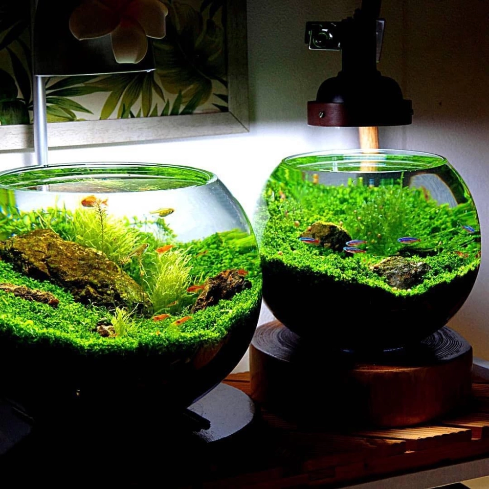 Tiểu cảnh thủy sinh độc đáo trong không gian nhỏ