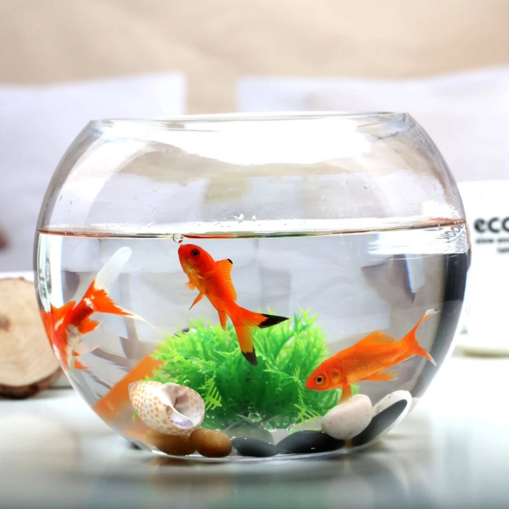 Cá cảnh nhỏ bơi lội giữa rừng cây thủy sinh mini