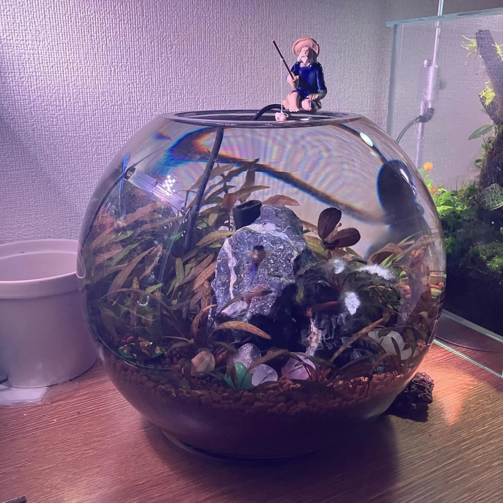 Cá vàng bơi lội trong bể thủy tinh dạng cầu