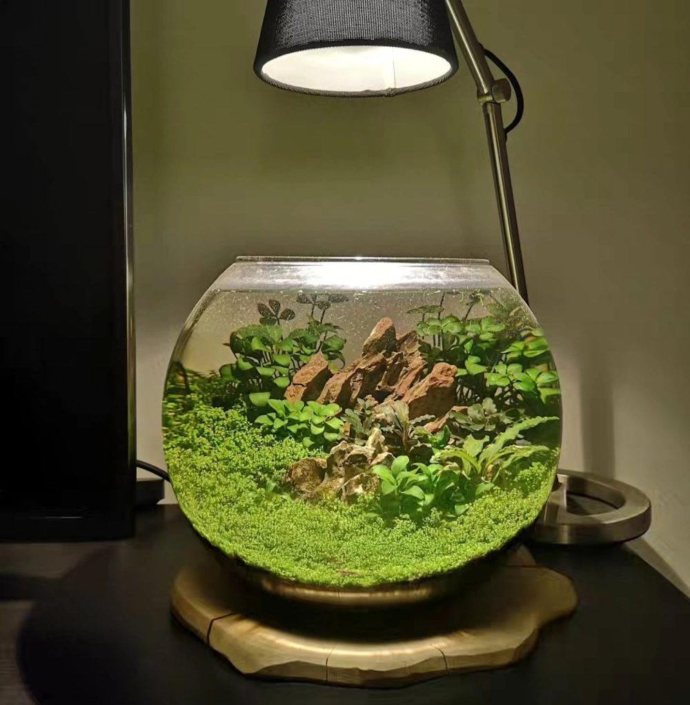 Cây thủy sinh phát triển tốt trong bình tròn