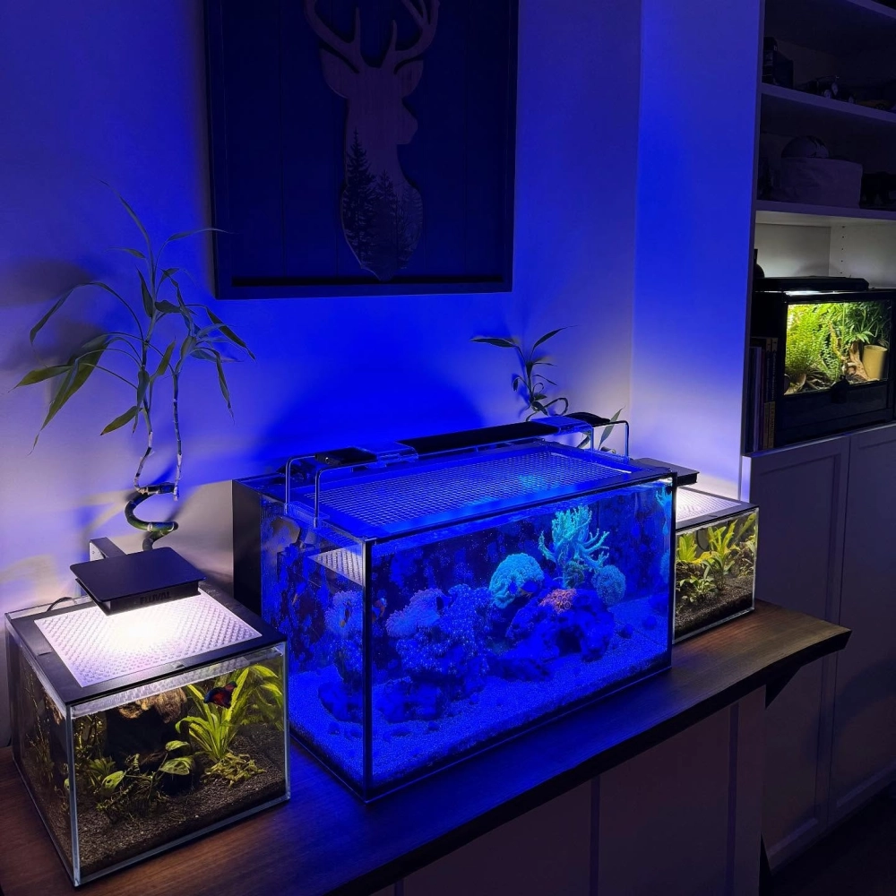 Cận cảnh layout lũa ống cho bể cá cảnh hình chữ nhật