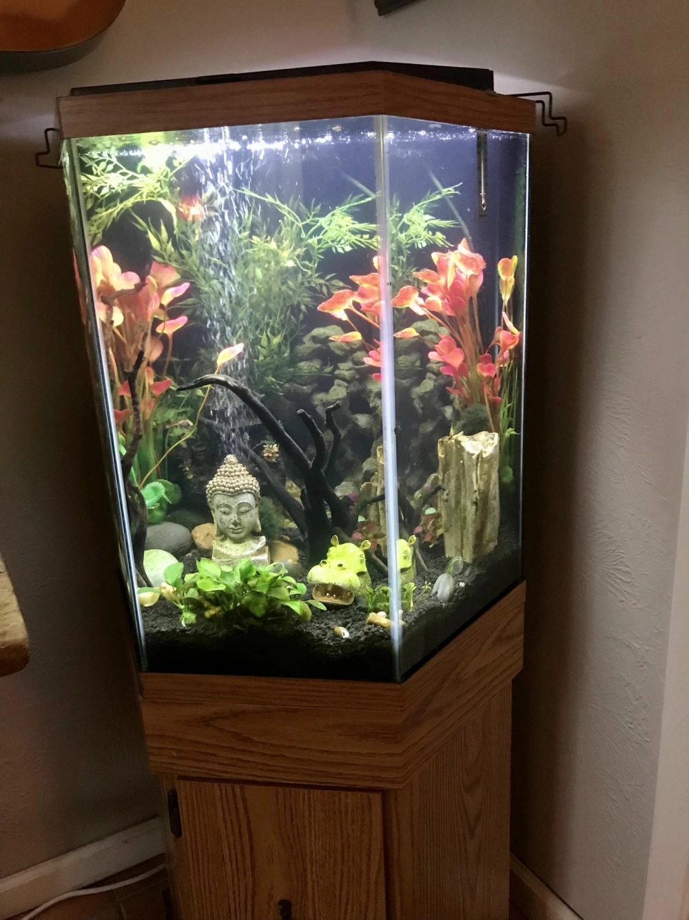 Bể cá lục giác nhỏ gọn tích hợp đồng hồ để bàn