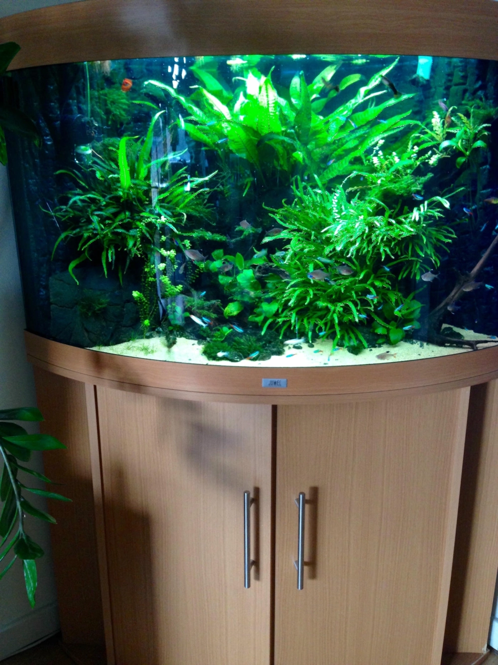 Bố cục iwagumi đá cuội trong bể thủy sinh tam giác độc đáo