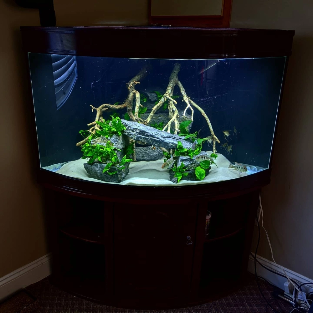 Thiết kế bể cá tam giác nhỏ gọn tối ưu không gian bàn làm việc