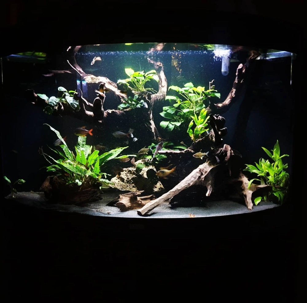 Cận cảnh đàn cá neon bơi lội trong bể tam giác hiện đại