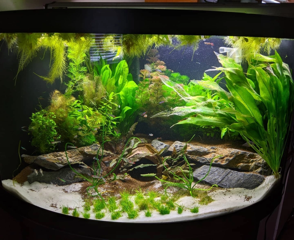 Trang trí bể cá hình tam giác với lũa rừng và rêu xanh mướt