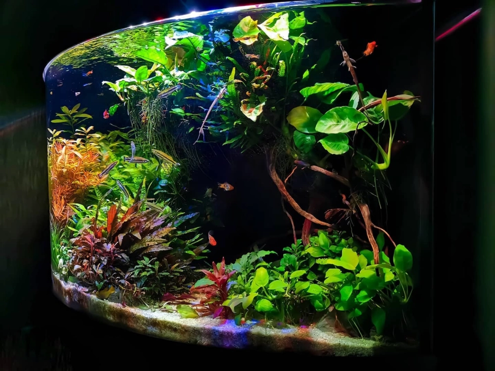 Mẫu bể cá góc tam giác phong cách thủy sinh tự nhiên cho phòng khách