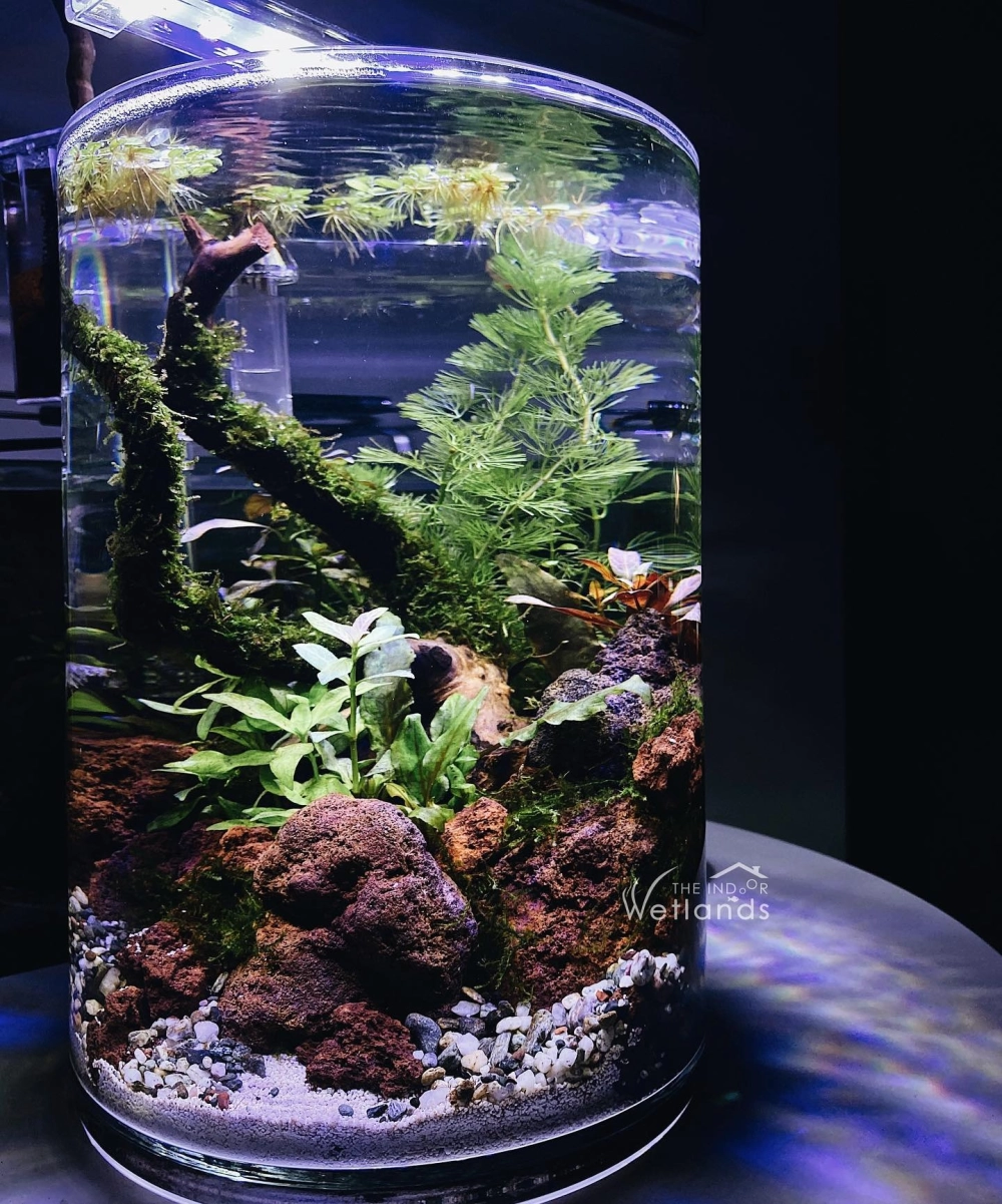 Trang trí bể cá với đá cuội và cây ráy thủy sinh