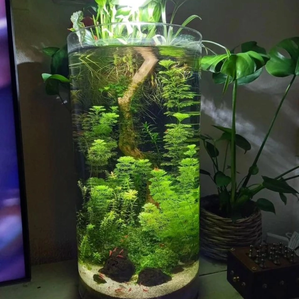 Thiết kế bể cá hình trụ lớn làm vách ngăn không gian