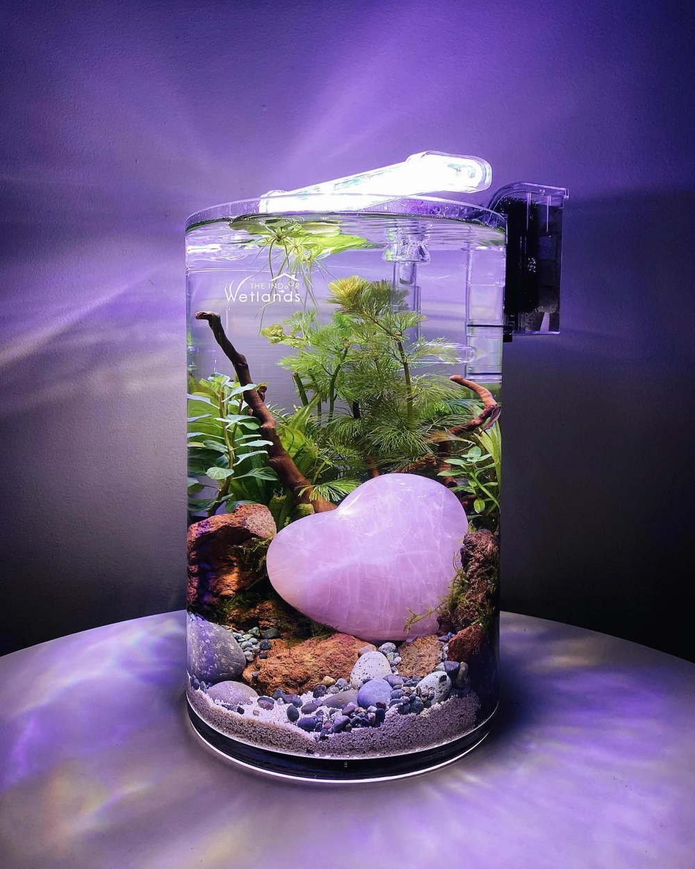 Cá neon bơi lội trong bể cá hình trụ phong cách tối giản