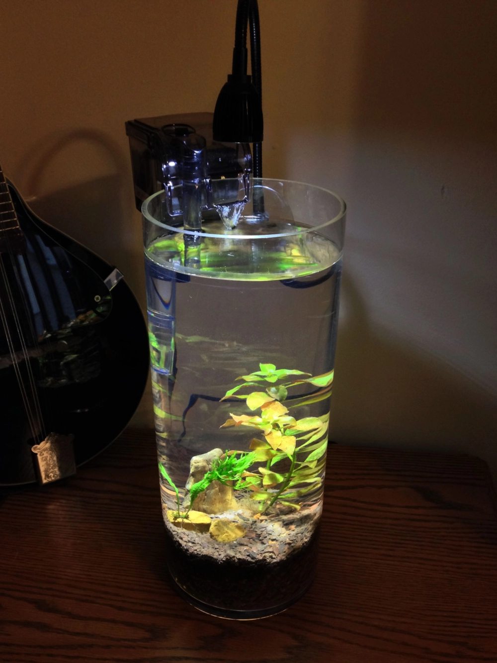 Ý tưởng decor bể cá với cát nắng vàng và sỏi suối