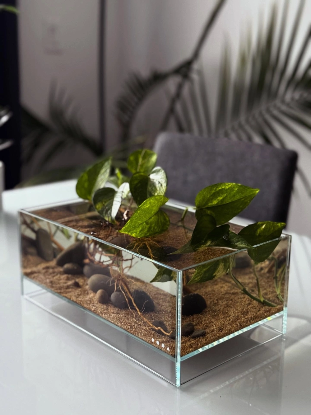 Bể cá để bàn văn phòng giúp giảm căng thẳng mệt mỏi