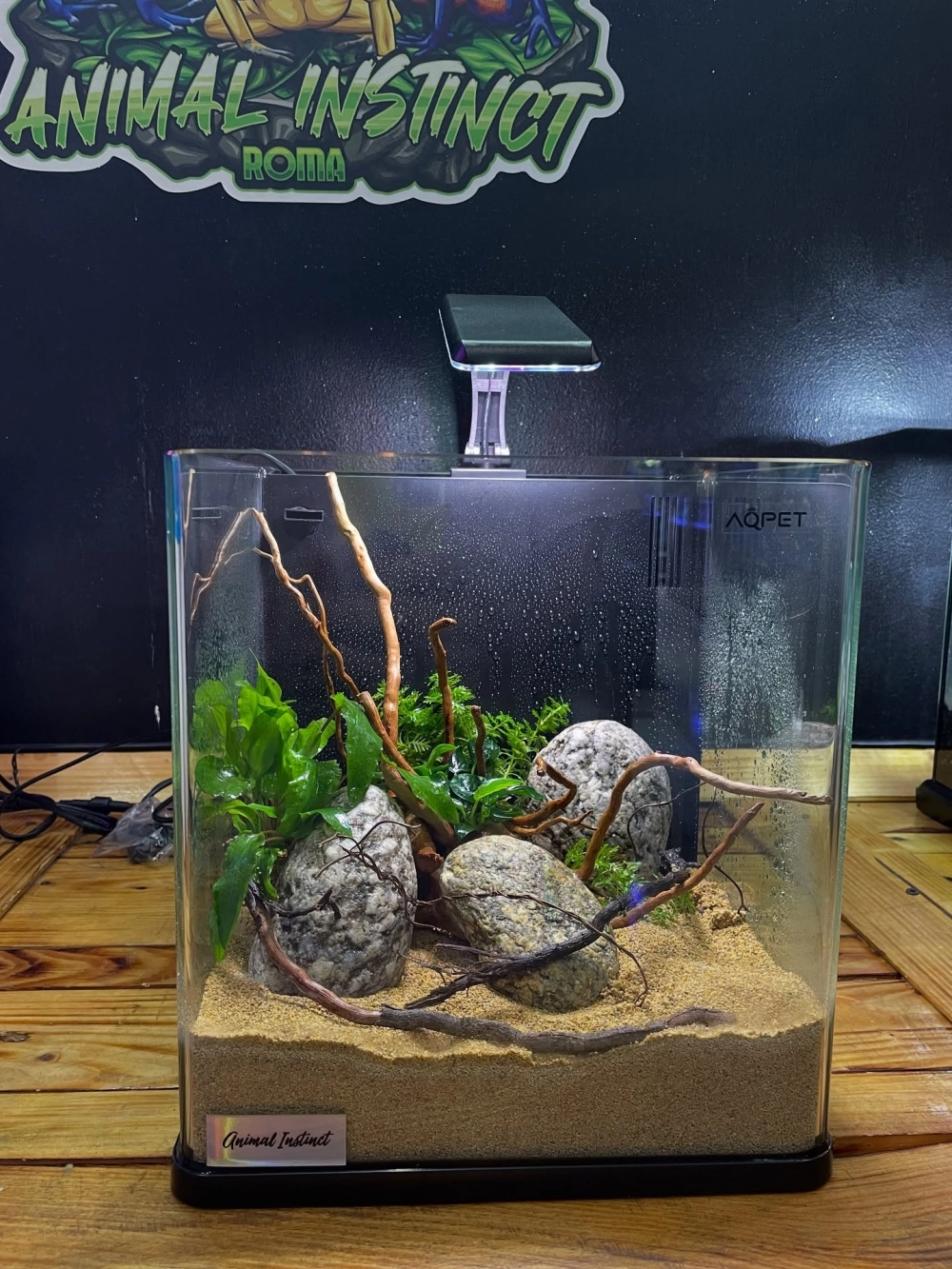 Cách sắp xếp cây thủy sinh tiền cảnh cho hồ cá nhỏ