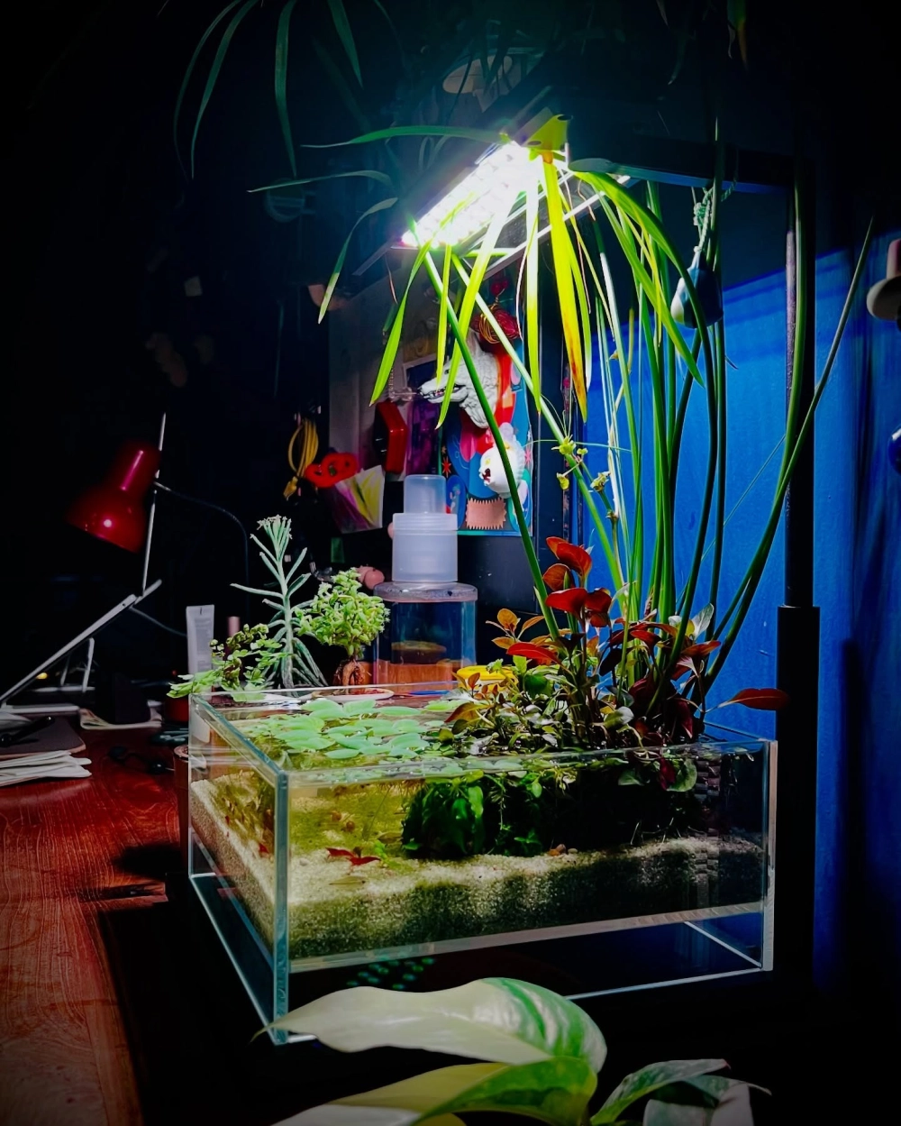 Trang trí bể cá với tép cảnh đa dạng sắc màu