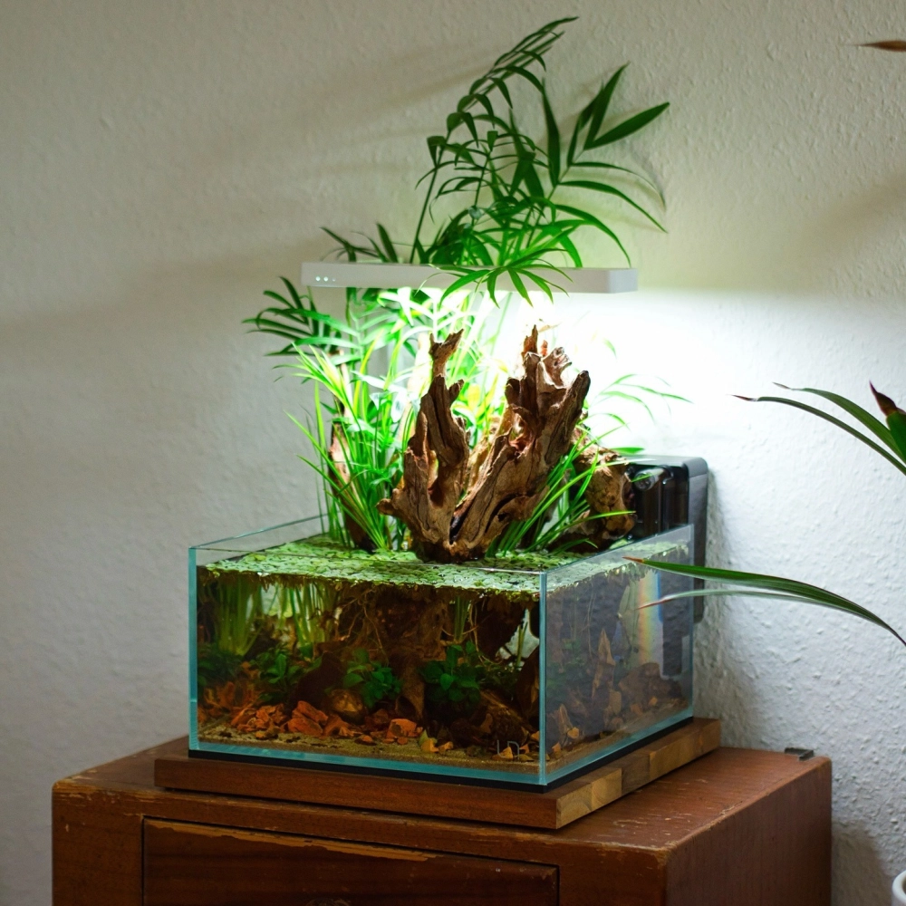 Bể cá cảnh nhỏ gọn tiết kiệm diện tích cho căn hộ chung cư