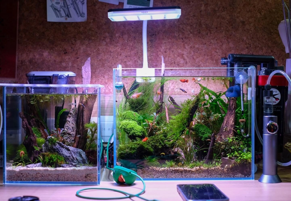 Trang trí góc đọc sách với một chiếc hồ cá nhỏ xinh