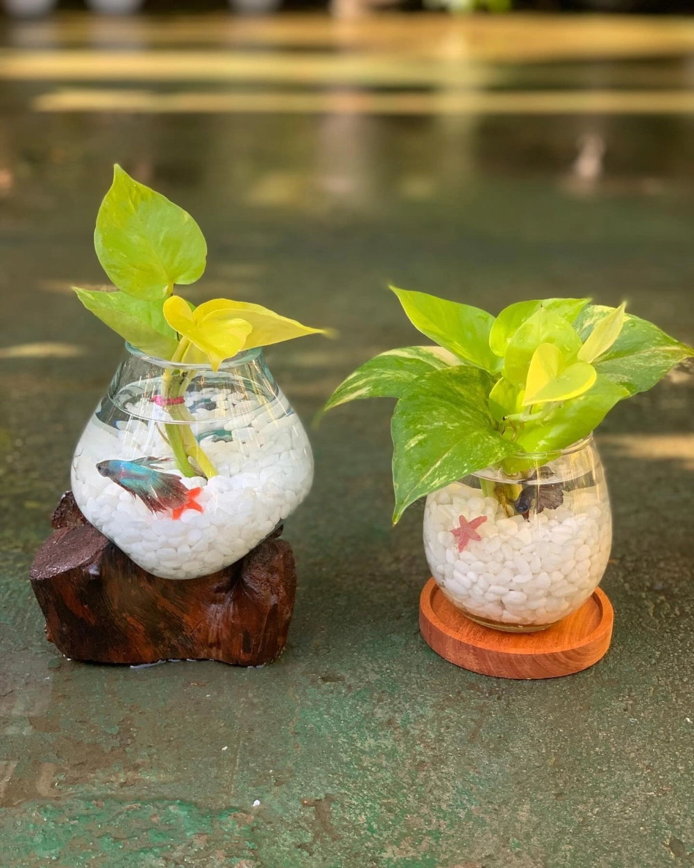 Mẫu bể cá mini thông minh tự làm sạch nước