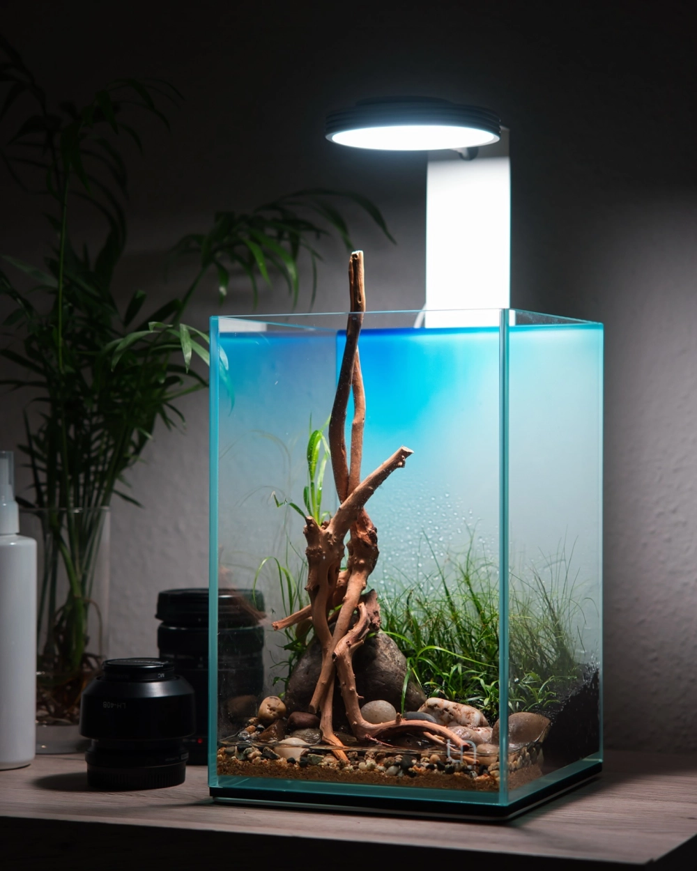 Sử dụng đèn kẹp chuyên dụng cho sự phát triển của cây thủy sinh