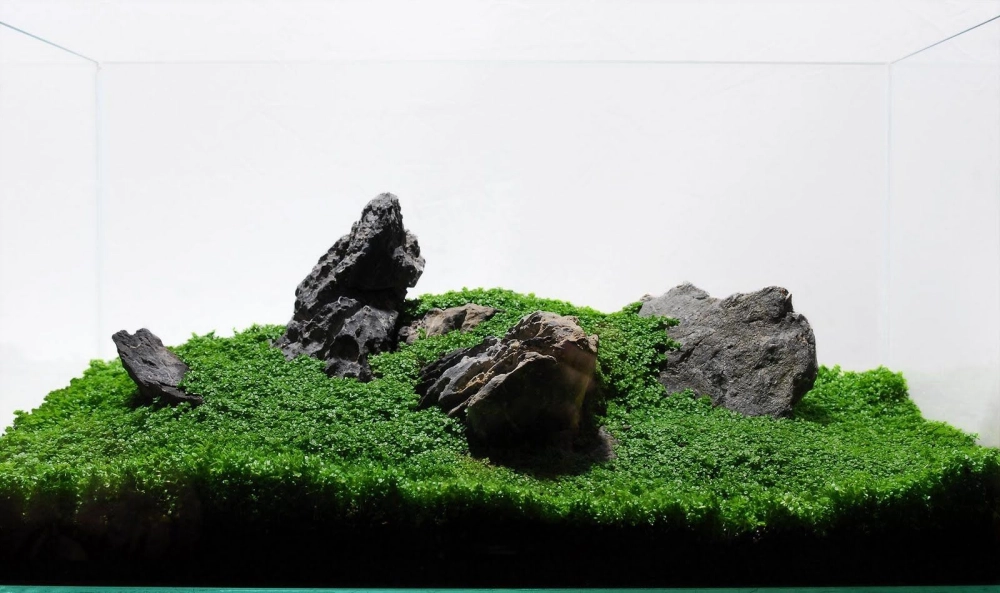 Bể cá phong cách Iwagumi với hậu cảnh sáng tạo chiều sâu ảo giác