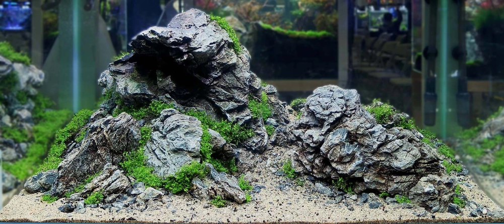 Bể cá Iwagumi kích thước lớn làm điểm nhấn cho sảnh khách sạn