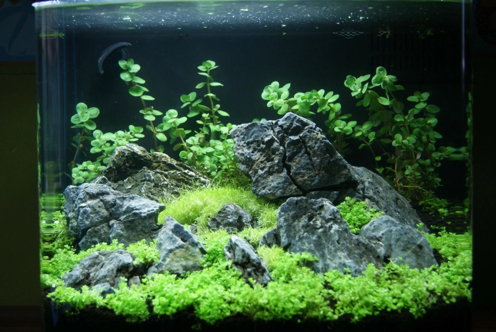 Thiết kế bể cá Iwagumi cho bàn làm việc giúp giảm căng thẳng