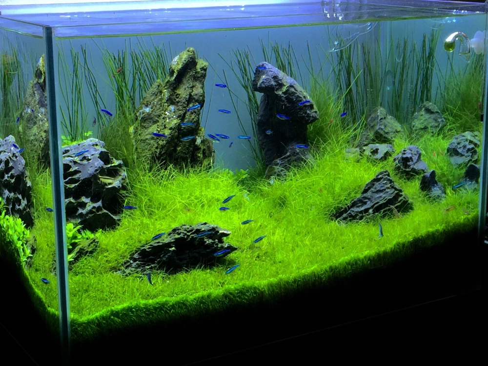 Bể cá phong cách Iwagumi sử dụng đá da voi tạo hình núi non