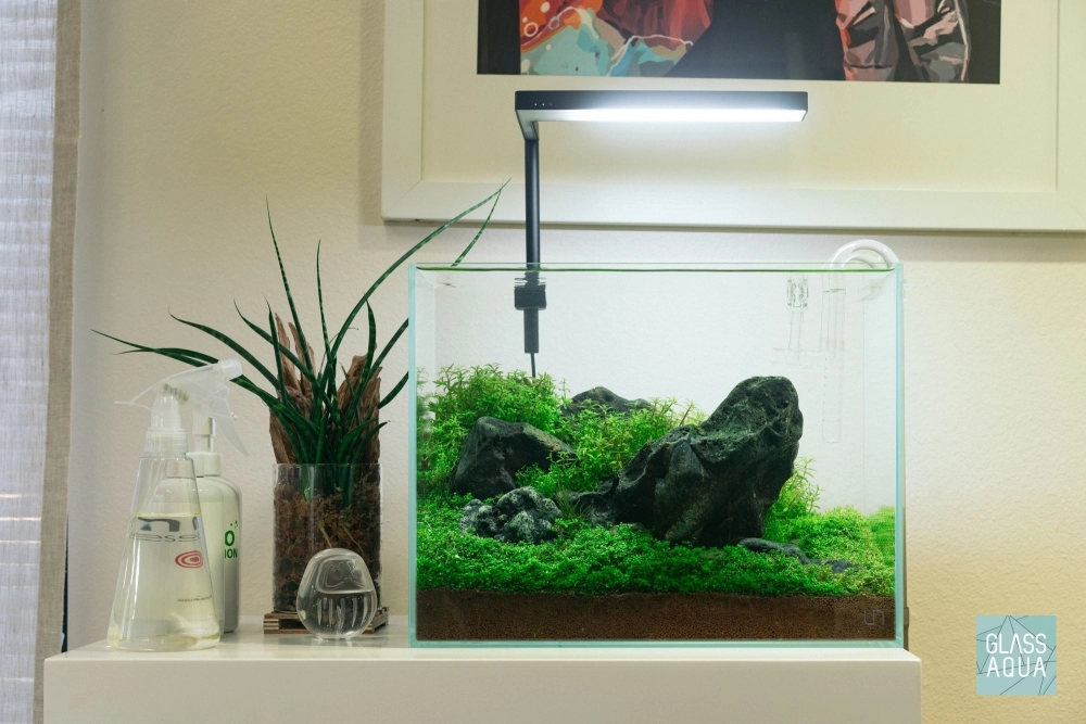 Bể cá Iwagumi với thảm cỏ ngưu mao chiên lùn xòe rộng
