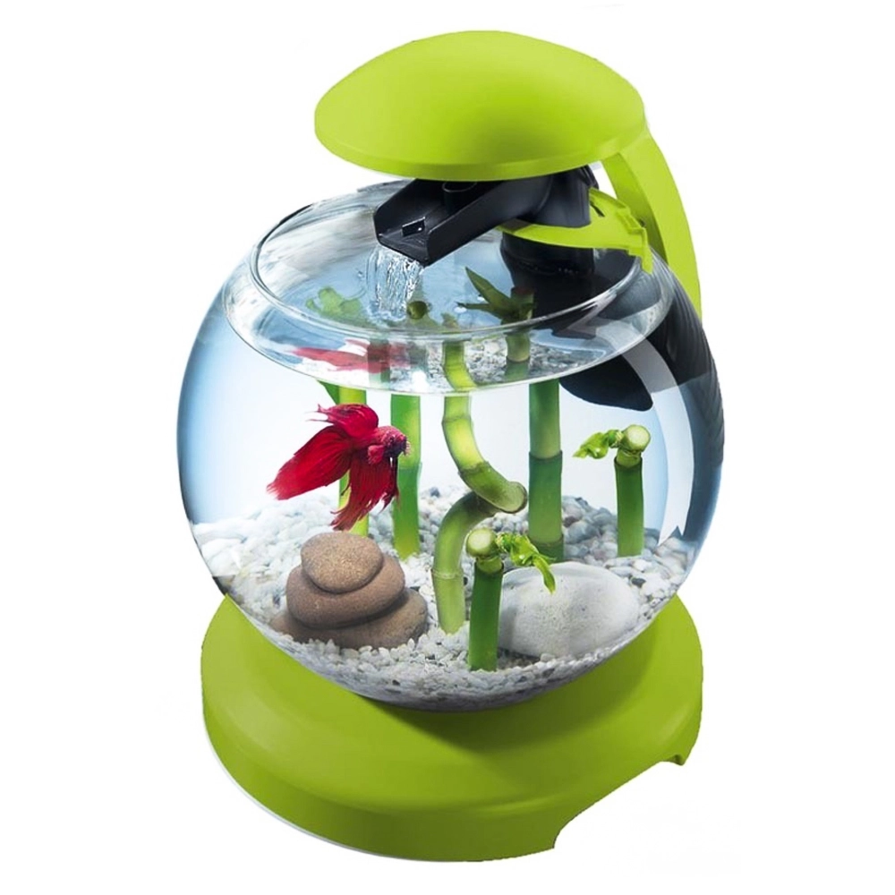 Mẫu trang trí hồ cá mini kết hợp cây thủy sinh lá nhỏ