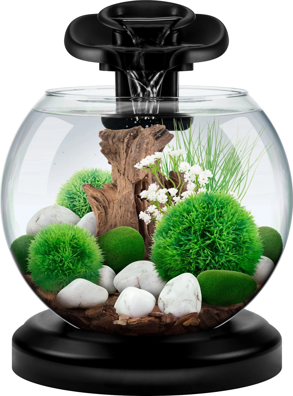 Sự kết hợp giữa cá bẩy màu và cây thủy sinh trong bể tròn