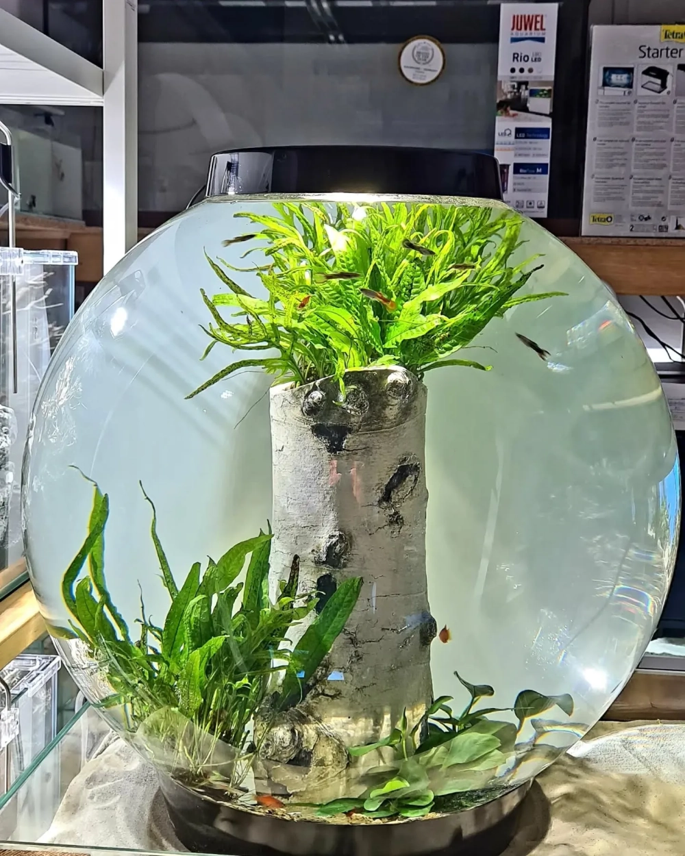 Hình ảnh bể cá tròn đặt trên kệ gỗ sang trọng